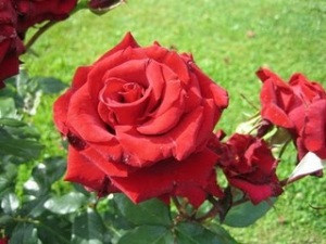 Rosenblüte, rot