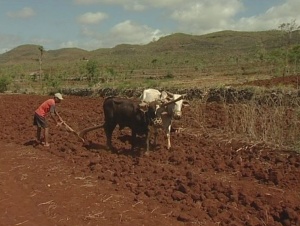 Javanischer Bauer pflügt mit Ochsen
